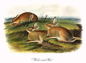 Artemisia: Worm-wood Hares