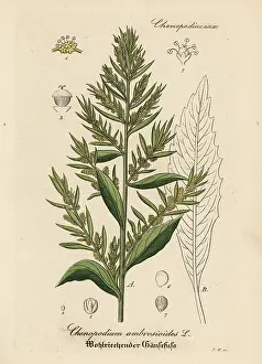Herba: Wormseed, Dysphania ambrosioides