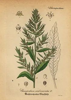 Artus: Wormseed, Jesuit's tea or Mexican-tea, Dysphania
