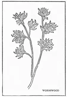 Wines: Wormwood, Alchemy Plant