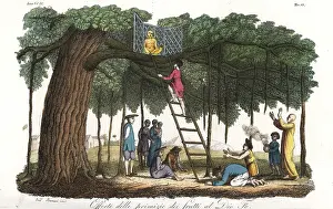 Banyan: Worshippers making offerings to a statue of
