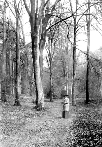 Wotton: Wotton, Deerleap Woods 1906