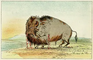 C1830: Wounded Buffalo - circa 1830