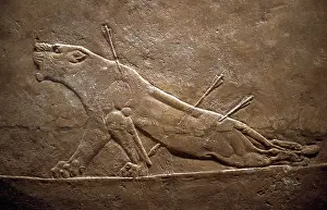 Nineveh: Wounded Lion Assyrian relief from Palace at Niniveh. Near Ea
