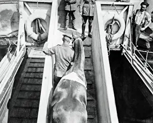 Lifebelt: Wounded war horse led off a barge, Western Front, WW1