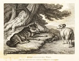Hypocrisy: A wounded wolf under a tree asks a sheep for water