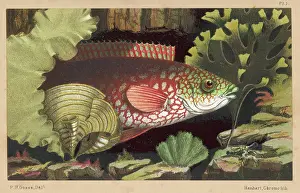 Wrasse: A WRASSE/1856