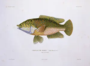 Isidore: Wrasse
