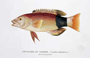 Isidore: Wrasse