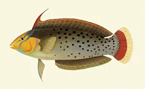Wrasse: Wrasse, Coris formosa