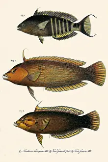 Strongly: Three Wrasses
