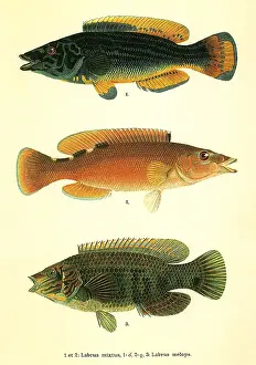 Belly: Wrasses