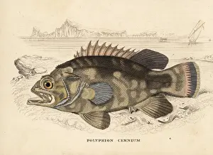 Polyprion: Wreckfish, Polyprion americanus