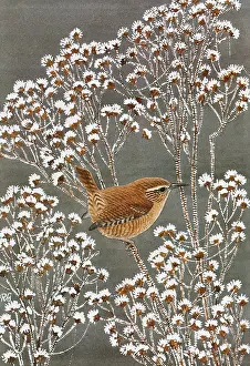 Perch: Wren