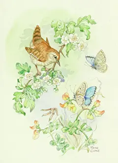 Adonis: Wren and two adonis blue butterflies
