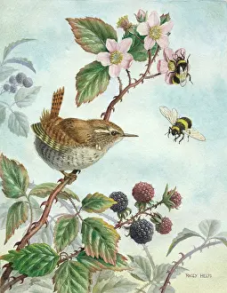 Blackberries: Wren on Bramble ' with two bumble bees