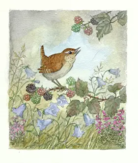 Harebells: Wren on bramble with harebells