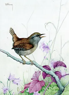 Wrens: Wren on a branch with harebells