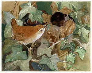 Soper: Wren bringing insect to nest