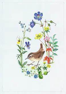 Wrens: Wren with Buttercups and Speedwell etc