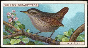 Wrens: WREN/CIGARETTE CARD/1915