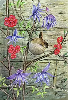Wrens: Wren with Clematis