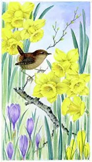Lynes: Wren, crocuses and daffodils