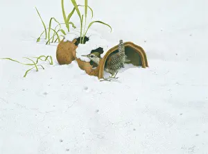 Rusty: Wren exploring a rusty old tin can in the snow