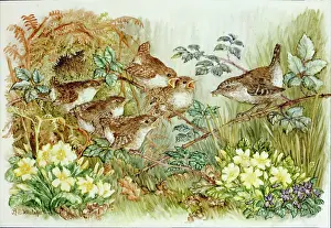 Primroses: Wren Family