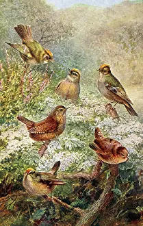 Wrens: Wren, Goldcrest, Firecrest