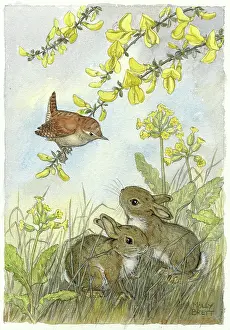 Cowslips: Wren on gorse and two leverets among cowslips