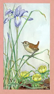 Aconites: Wren, iris and aconites