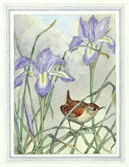 Medici Society (molly Brett): Wren with iris stylosa
