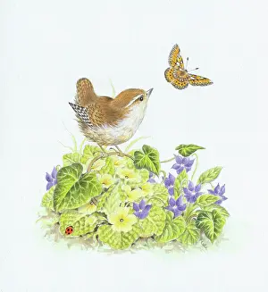 Fritillary: Wren looking at Fritillary butterfly