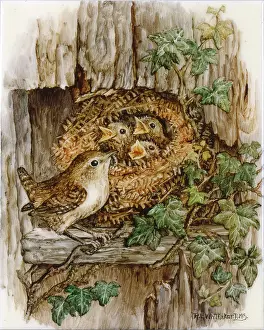 Whitaker: Wren and nest with three fledglings