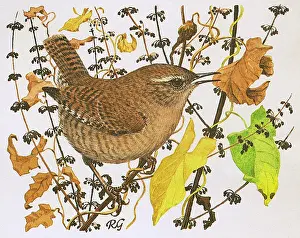 Wren: Wren