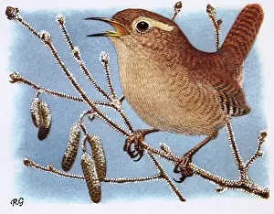 Perch: Wren