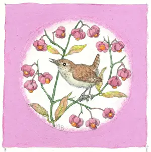 Spindle: Wren on spindle berry