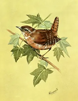 Troglodytes: Wren (Troglodytes troglodytes)