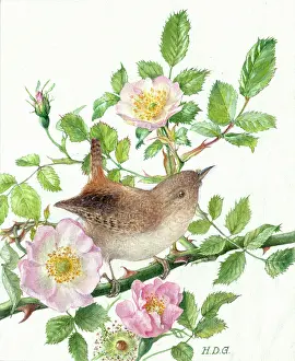 Garside: Wren on Wild Roses