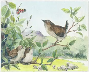 Tortoiseshell: Wren with two young on a branch