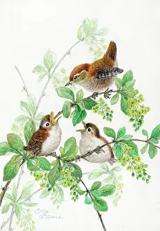 Wrens: Three wrens on barberry