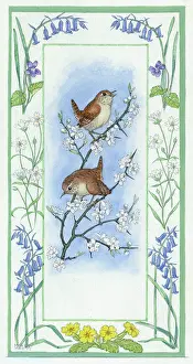 Wrens: Two wrens on blackthorn, with flower border