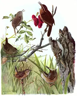 Wren: Wrens and Creeper
