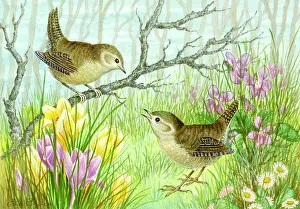 Wrens: Two wrens with crocuses and daisies