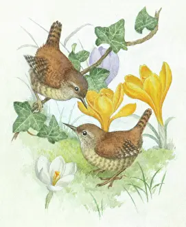 Wrens: Two wrens with crocuses and ivy