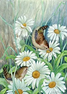 Wrens: Two wrens and daisies