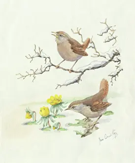 Wrens: Two wrens in snow with winter aconites