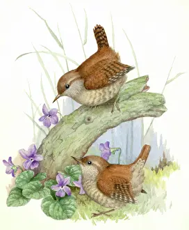 Wrens: Two Wrens with violets