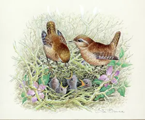 Wrens: Two wrens with young in nest
